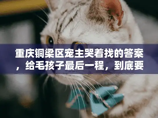 重庆铜梁区宠主哭着找的答案，给毛孩子最后一程，到底要选对的还是贵的？