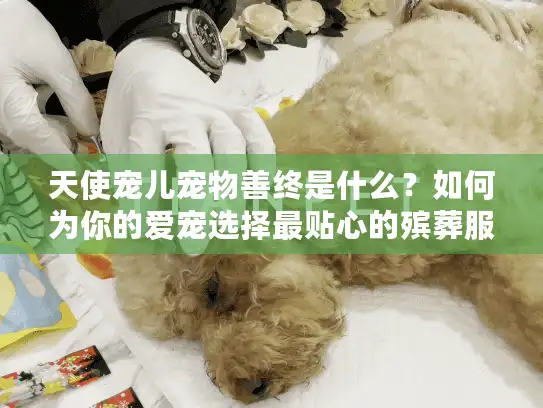 天使宠儿宠物善终是什么？如何为你的爱宠选择最贴心的殡葬服务？