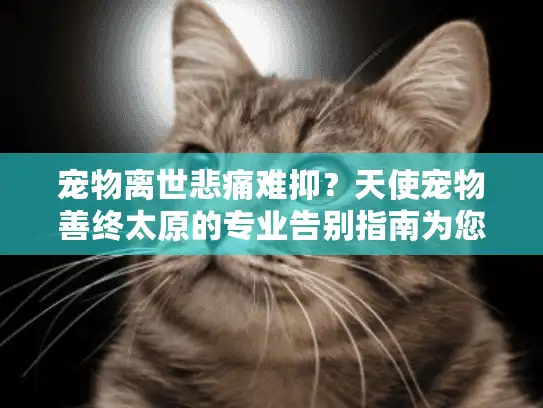 宠物离世悲痛难抑？天使宠物善终太原的专业告别指南为您解忧
