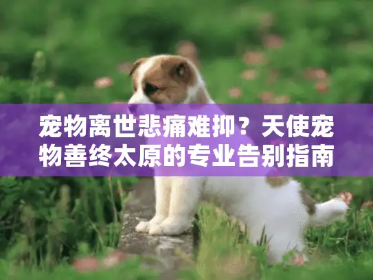 宠物离世悲痛难抑？天使宠物善终太原的专业告别指南为您解忧