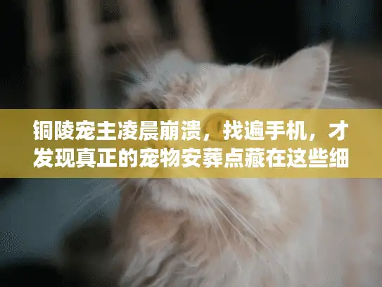 铜陵宠主凌晨崩溃，找遍手机，才发现真正的宠物安葬点藏在这些细节里