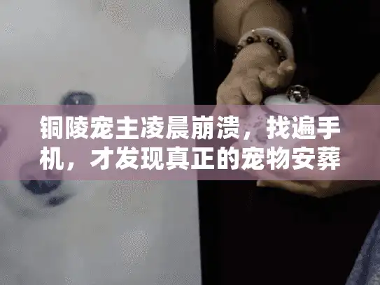 铜陵宠主凌晨崩溃，找遍手机，才发现真正的宠物安葬点藏在这些细节里