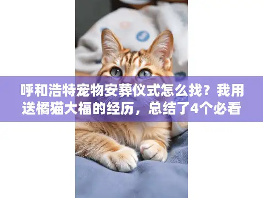 呼和浩特宠物安葬仪式怎么找？我用送橘猫大福的经历，总结了4个必看要点