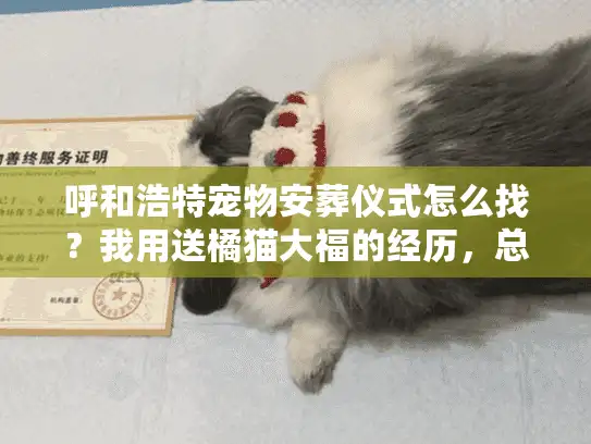 呼和浩特宠物安葬仪式怎么找？我用送橘猫大福的经历，总结了4个必看要点