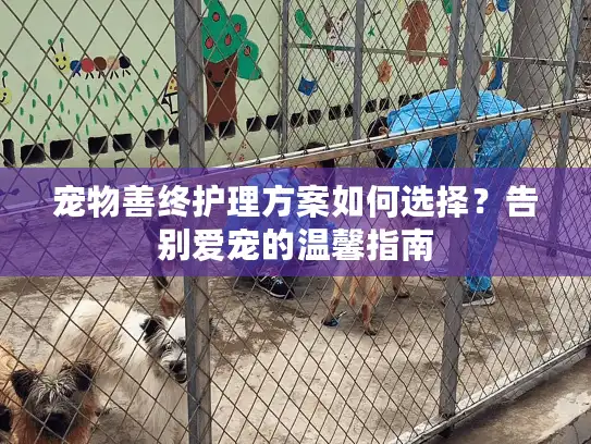 宠物善终护理方案如何选择？告别爱宠的温馨指南