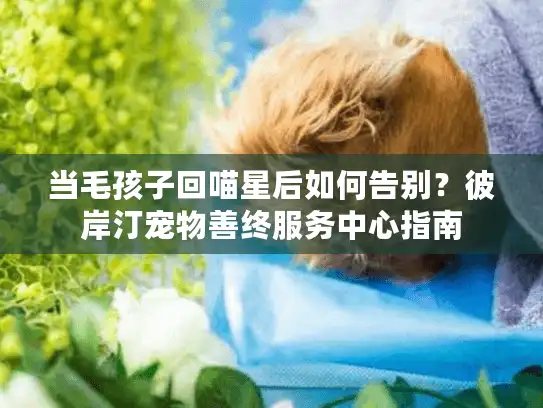 当毛孩子回喵星后如何告别？彼岸汀宠物善终服务中心指南
