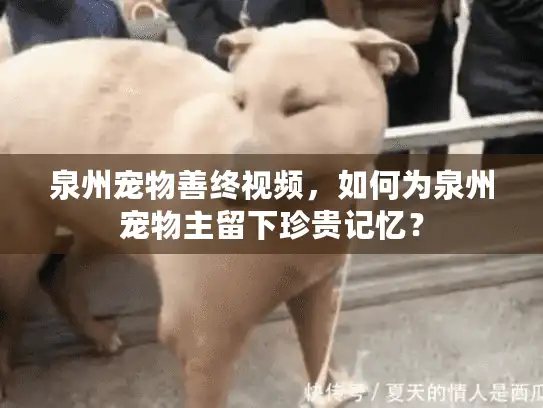 泉州宠物善终视频，如何为泉州宠物主留下珍贵记忆？