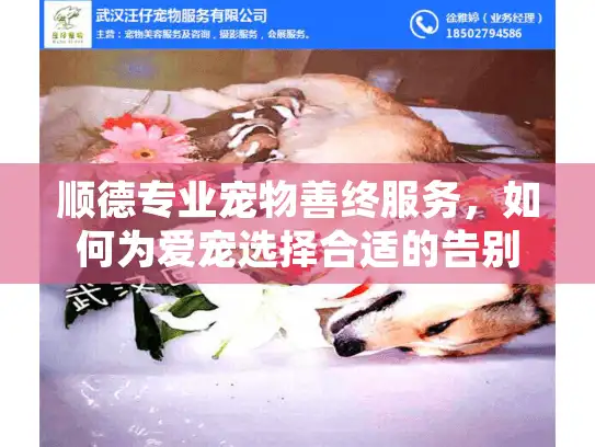 顺德专业宠物善终服务，如何为爱宠选择合适的告别方式？