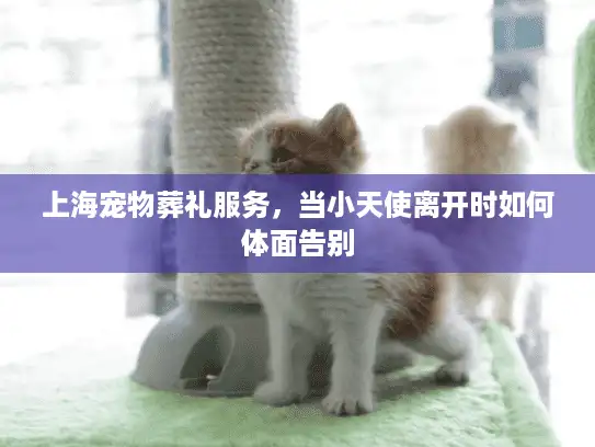 上海宠物葬礼服务，当小天使离开时如何体面告别