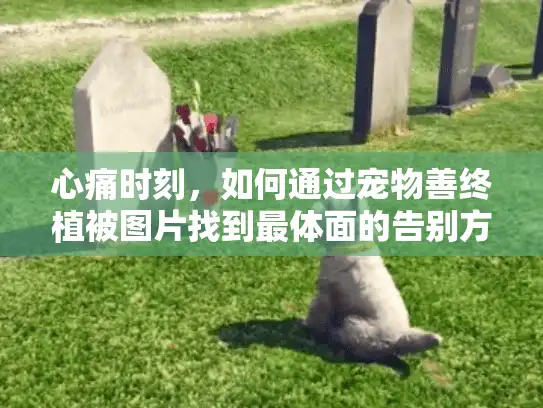 心痛时刻，如何通过宠物善终植被图片找到最体面的告别方式?