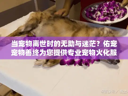 当宠物离世时的无助与迷茫？佑宠宠物善终为您提供专业宠物火化服务
