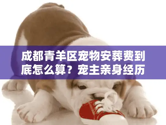 成都青羊区宠物安葬费到底怎么算？宠主亲身经历揭开行业真实成本