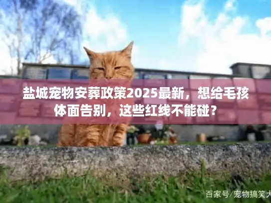 盐城宠物安葬政策2025最新，想给毛孩体面告别，这些红线不能碰？