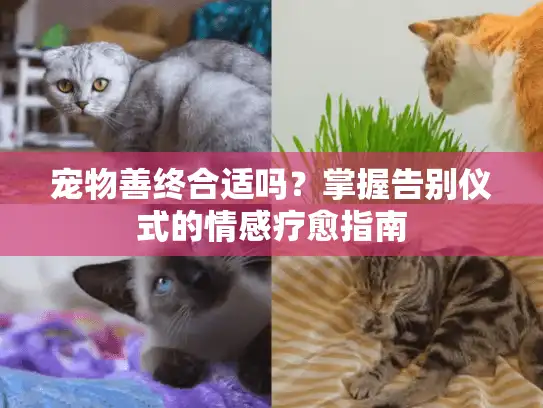 宠物善终合适吗？掌握告别仪式的情感疗愈指南
