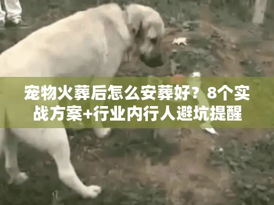 宠物火葬后怎么安葬好？8个实战方案+行业内行人避坑提醒