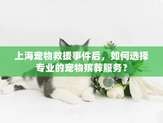 上海宠物救援事件后，如何选择专业的宠物殡葬服务？
