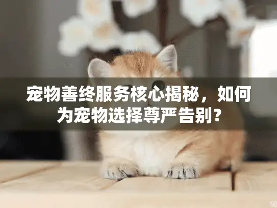宠物善终服务核心揭秘，如何为宠物选择尊严告别？