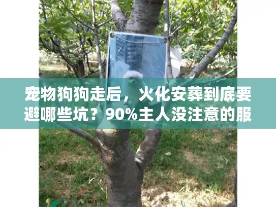 宠物狗狗走后，火化安葬到底要避哪些坑？90%主人没注意的服务细节全在这