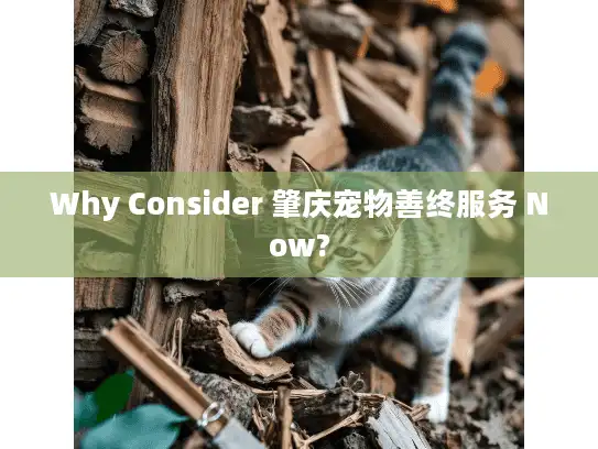 Why Consider 肇庆宠物善终服务 Now?