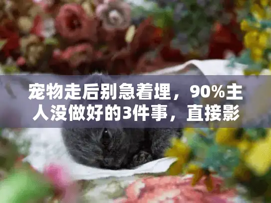 宠物走后别急着埋，90%主人没做好的3件事，直接影响它的最后一程