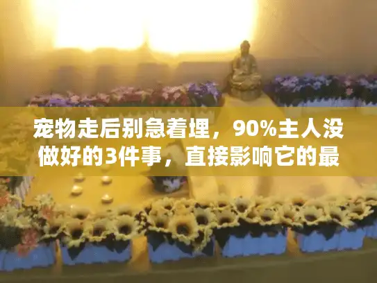 宠物走后别急着埋，90%主人没做好的3件事，直接影响它的最后一程