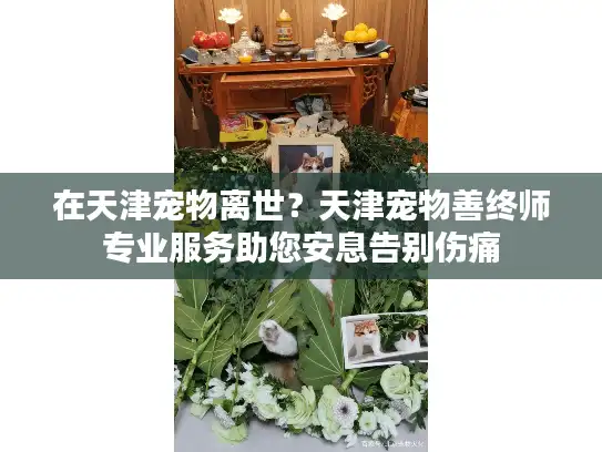 在天津宠物离世？天津宠物善终师专业服务助您安息告别伤痛