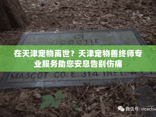 在天津宠物离世？天津宠物善终师专业服务助您安息告别伤痛