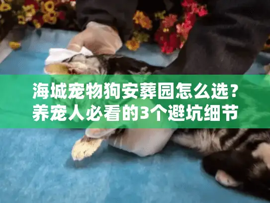 海城宠物狗安葬园怎么选？养宠人必看的3个避坑细节+1个暖心案例