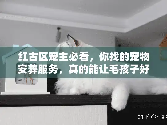 红古区宠主必看，你找的宠物安葬服务，真的能让毛孩子好好告别吗？