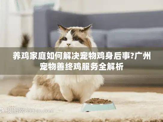 养鸡家庭如何解决宠物鸡身后事?广州宠物善终鸡服务全解析