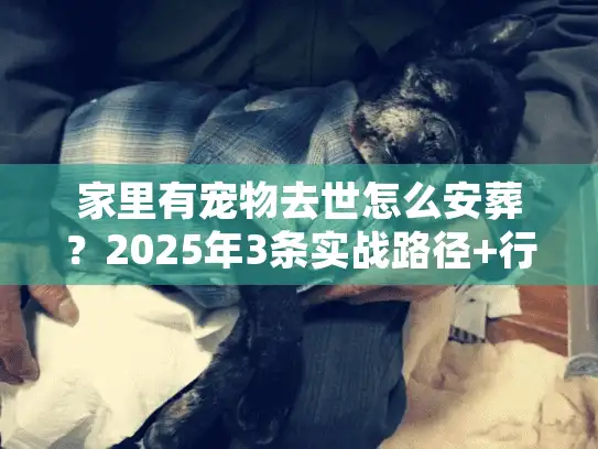 家里有宠物去世怎么安葬？2025年3条实战路径+行业潜规则揭秘