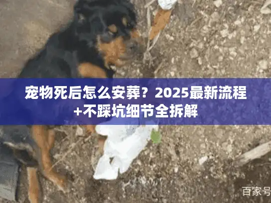 宠物死后怎么安葬？2025最新流程+不踩坑细节全拆解