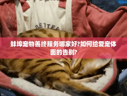 蚌埠宠物善终服务哪家好?如何给爱宠体面的告别?