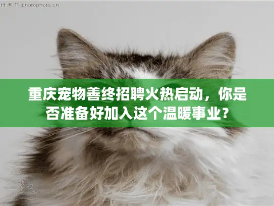 重庆宠物善终招聘火热启动，你是否准备好加入这个温暖事业？