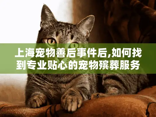 上海宠物善后事件后,如何找到专业贴心的宠物殡葬服务?