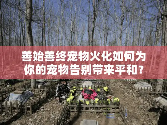 善始善终宠物火化如何为你的宠物告别带来平和？