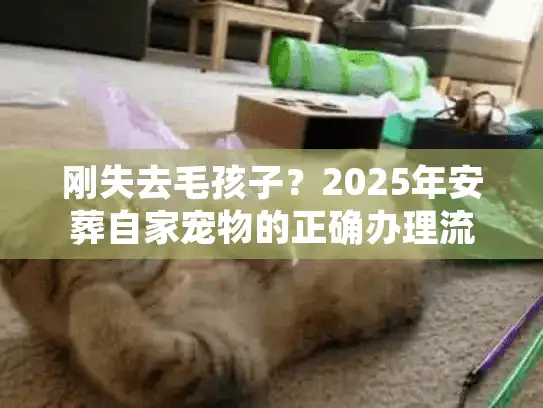 刚失去毛孩子？2025年安葬自家宠物的正确办理流程，这篇帮你少走弯路