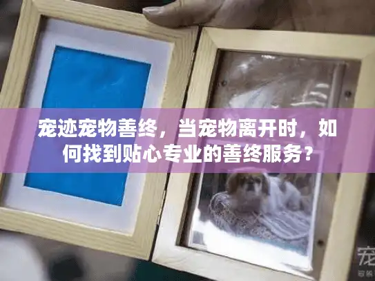 宠迹宠物善终，当宠物离开时，如何找到贴心专业的善终服务？