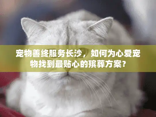 宠物善终服务长沙，如何为心爱宠物找到最贴心的殡葬方案？