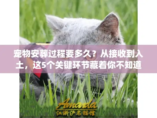 宠物安葬过程要多久？从接收到入土，这5个关键环节藏着你不知道的时间密码