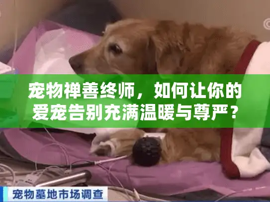 宠物禅善终师，如何让你的爱宠告别充满温暖与尊严？