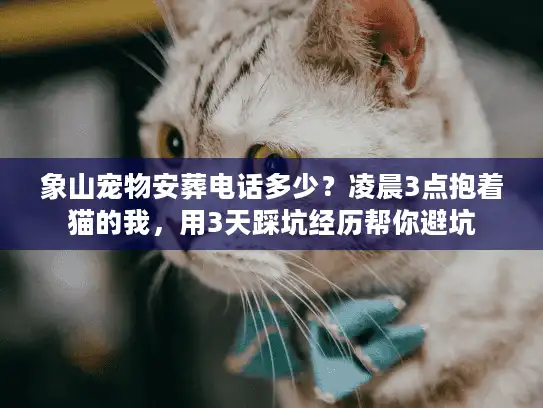 象山宠物安葬电话多少？凌晨3点抱着猫的我，用3天踩坑经历帮你避坑