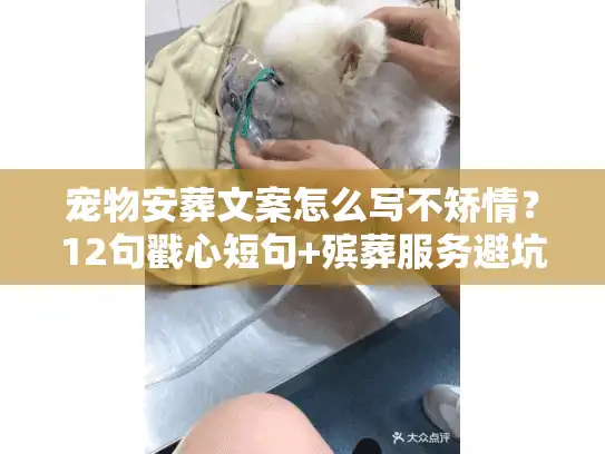 宠物安葬文案怎么写不矫情？12句戳心短句+殡葬服务避坑指南