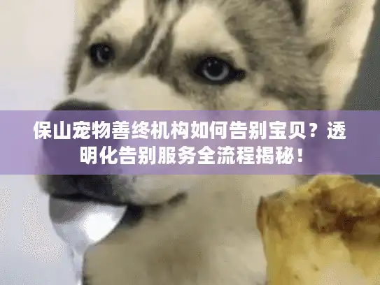 保山宠物善终机构如何告别宝贝？透明化告别服务全流程揭秘！