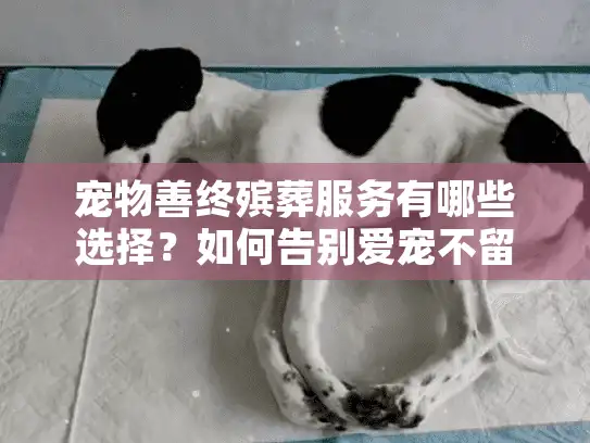 宠物善终殡葬服务有哪些选择？如何告别爱宠不留遗憾？