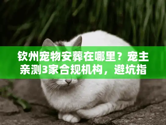 钦州宠物安葬在哪里？宠主亲测3家合规机构，避坑指南全在这