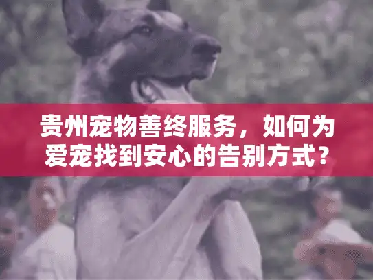 贵州宠物善终服务，如何为爱宠找到安心的告别方式？
