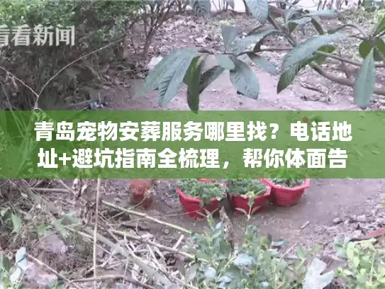 青岛宠物安葬服务哪里找？电话地址+避坑指南全梳理，帮你体面告别毛孩子