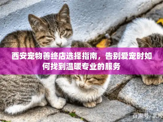 西安宠物善终店选择指南，告别爱宠时如何找到温暖专业的服务