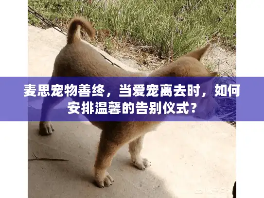 麦思宠物善终，当爱宠离去时，如何安排温馨的告别仪式？